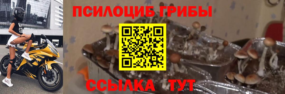 Псилоцибиновые грибы мухоморы  Вход с VPN  Сокол 